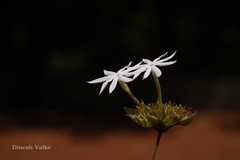 Jasminum rottlerianum